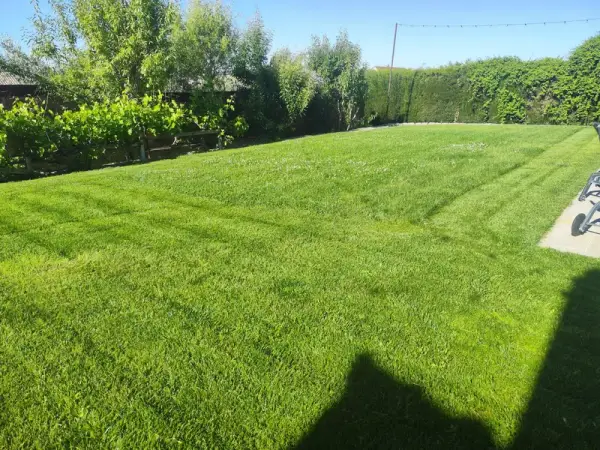 Césped natural en jardín con mantenimiento periódico