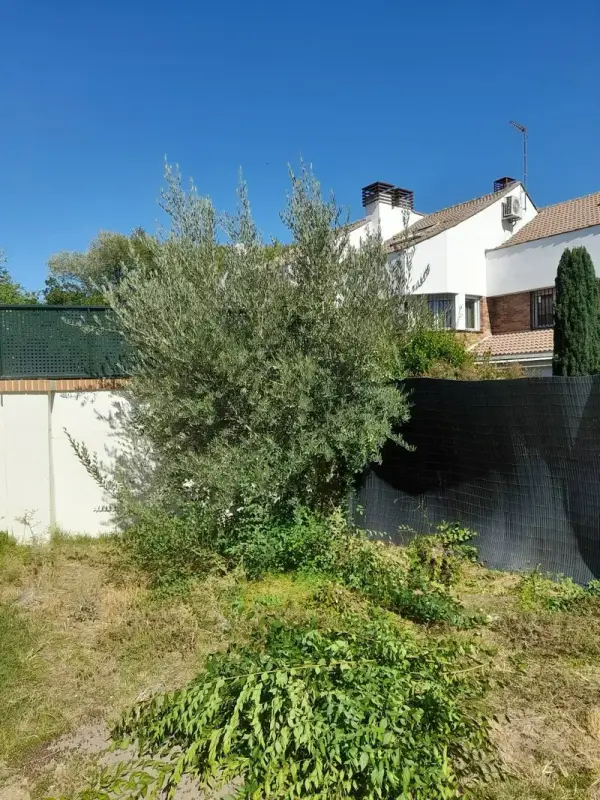 Jardín con malas hierbas y olivo antes de la limpieza
