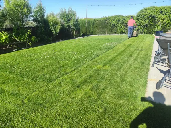 Pradera de césped natural con líneas de siega y seto perimetral